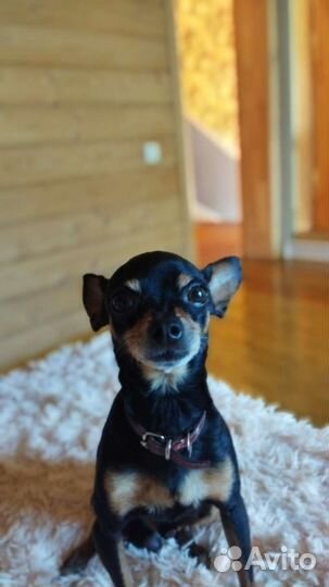 Мини той-терьер