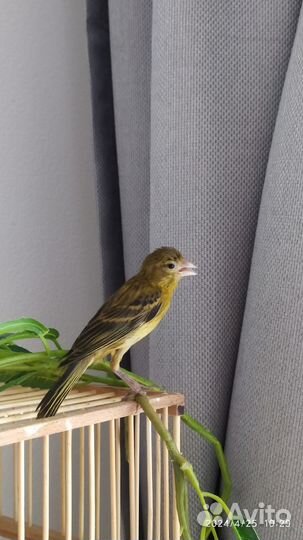 Канарейка, кенар