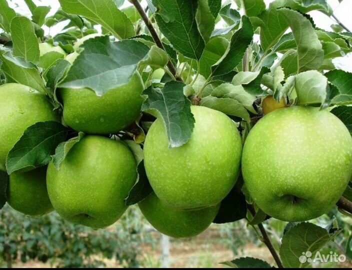 Яблоки оптом