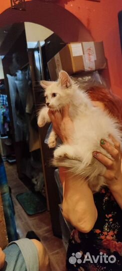 Отдам котят