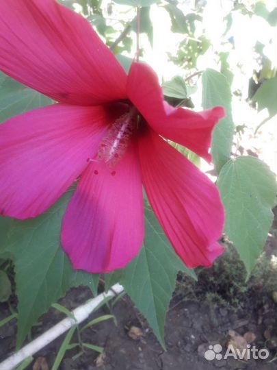 Гибискус садовый