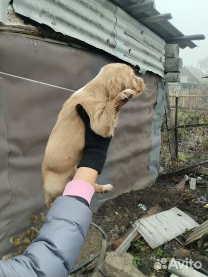 Щенки русского спаниеля