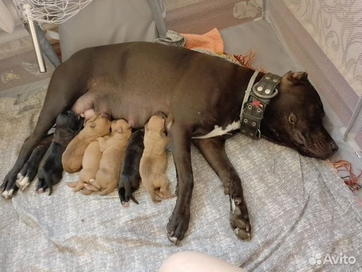 Щенки питбультерьера