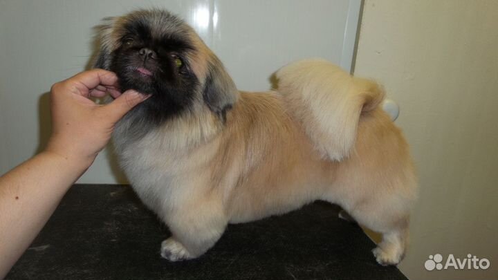 Полный груминг дом. любимцев