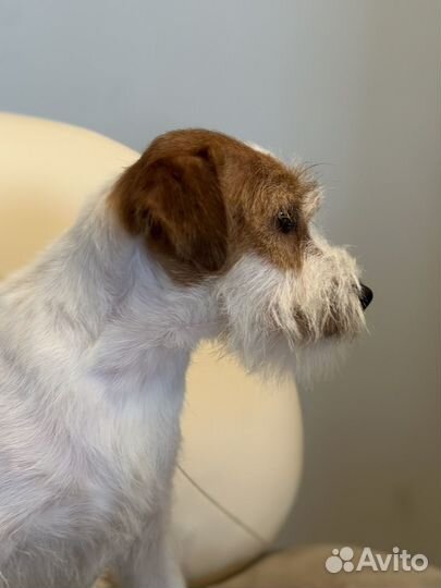 Щенок Джек Рассел терьер