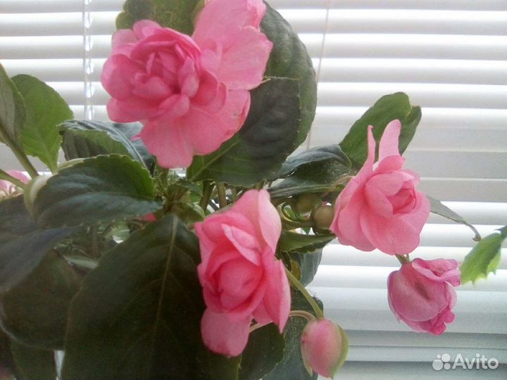 Бальзамин розовый махровый