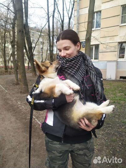 Дрессировка собак, воспитание щенка, кинолог