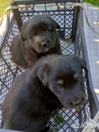 Щенок от маленькой собачки