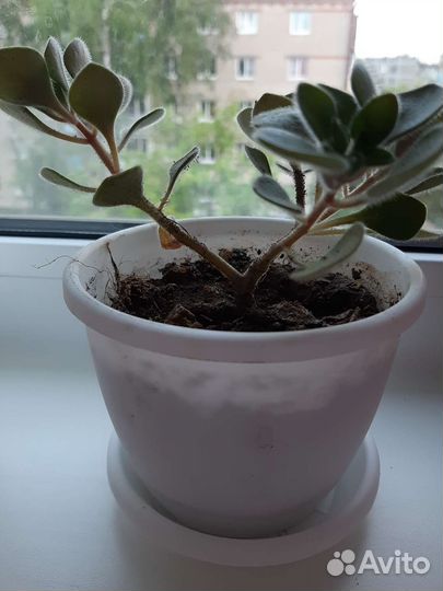 Аихризон дерево любви