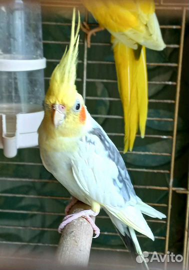 Певчие лесные птицы