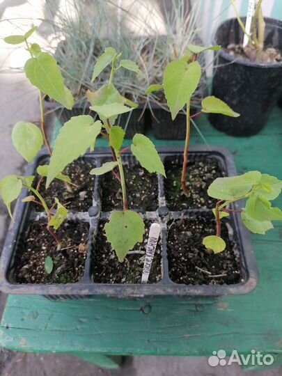 Гибискус красный, садовый. Овсянница сизая