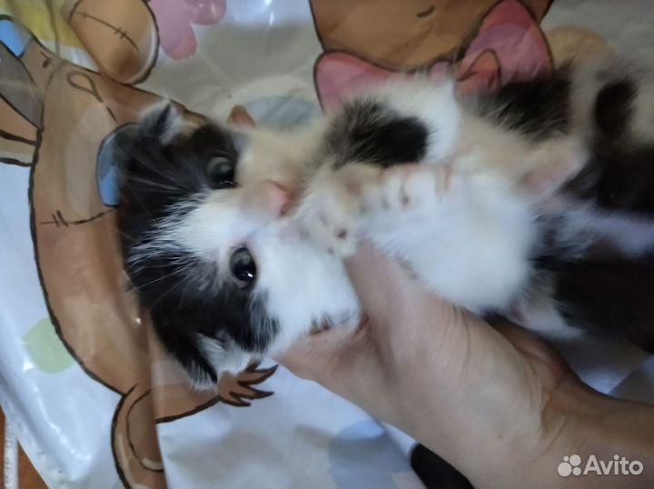 Котенок Инк ищет семью