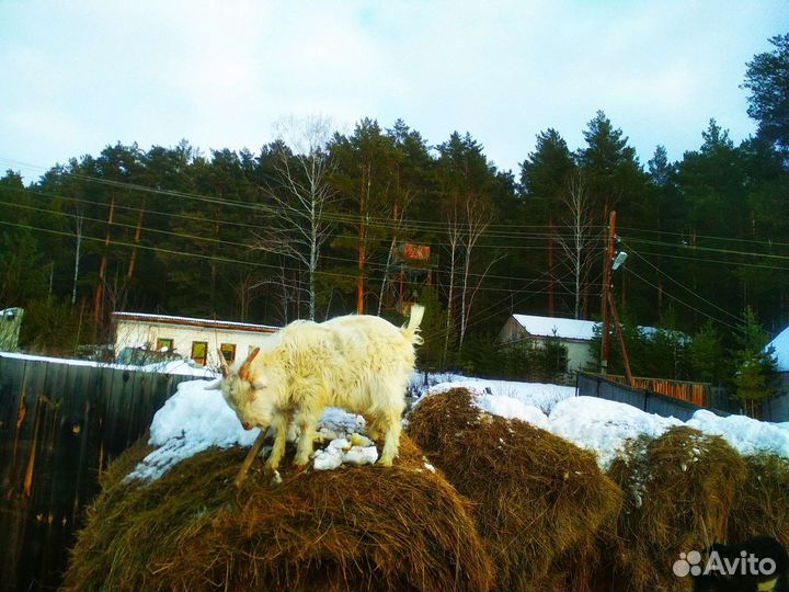 Молодые козлята