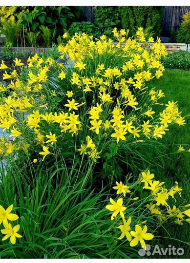 Цветы лилейник