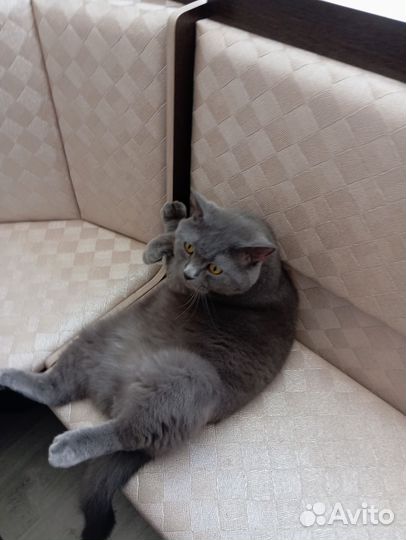 Британский кот