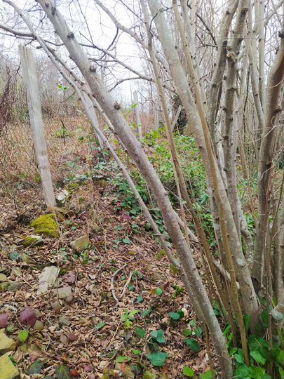 Участок 5 сот. (СНТ, ДНП)