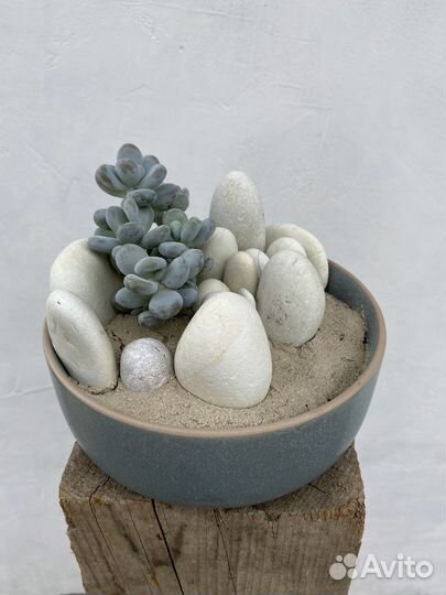 Флорариум с суккулентами