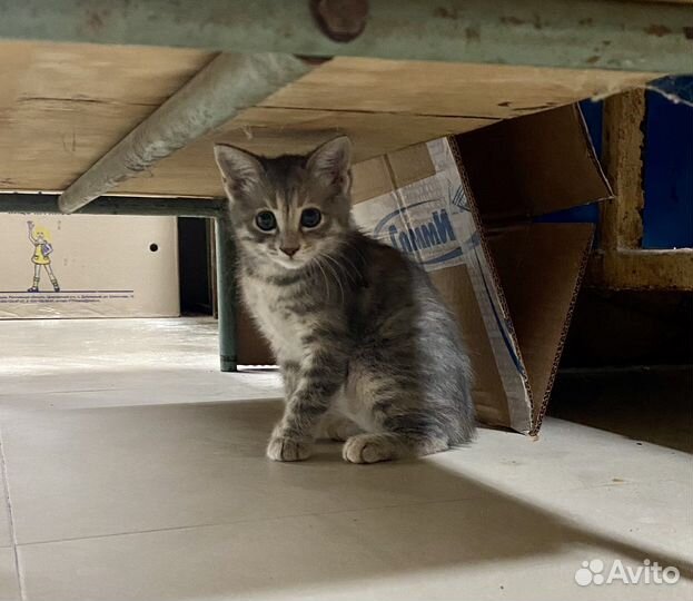 Котята ищут дом