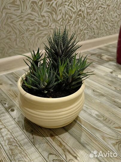 Суккуленты