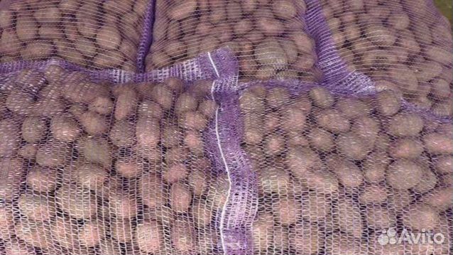 Семенной картофель Розара