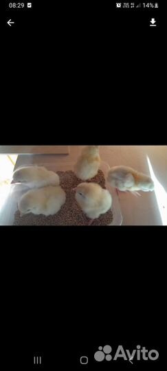 Цыплята бройлеры кобб 500,2 суток