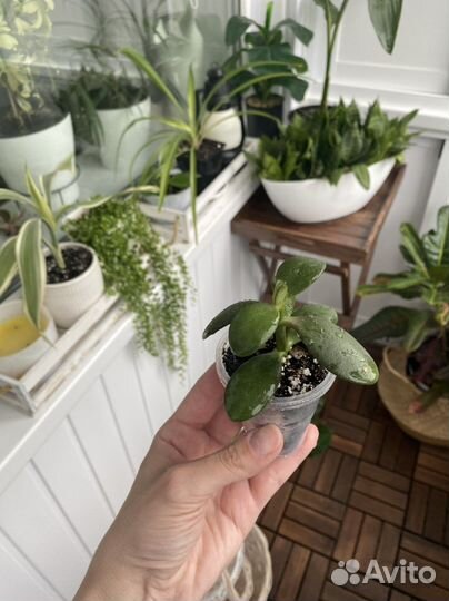 Цветок крассула толстянка