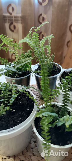 Нефролепис