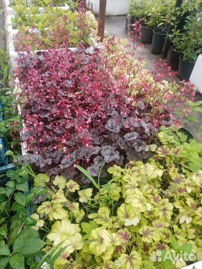 Декоративные растения