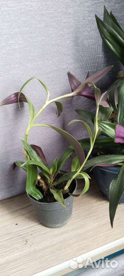 Комнатные растения