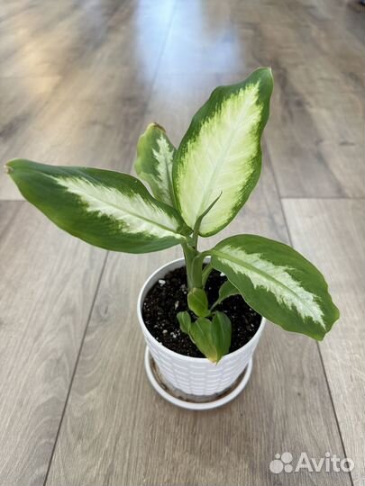 Диффенбахия