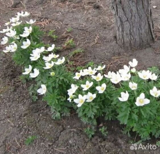 Многолетние садовые цветы