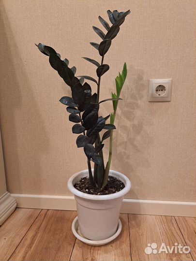 Замиокулькас черный ворон (Ровен)