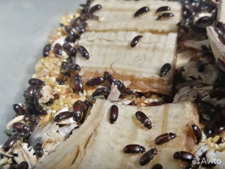 Жук-знахарь, чернотелка с расплодом