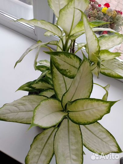 Диффенбахия Камилла