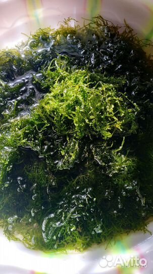 Аквариумные растения мох