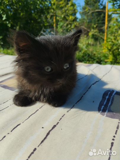 Котенок в добрые руки
