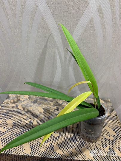 Фикус Али Биннендийка