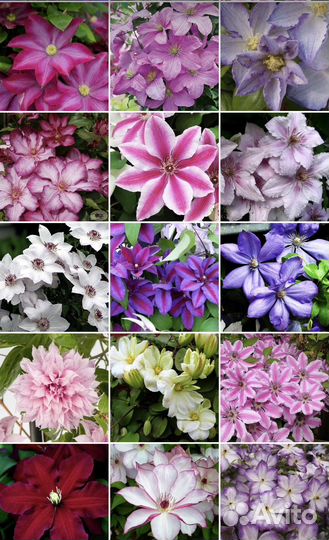 Корни клематисов Голландия