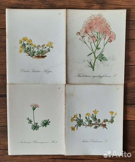 Антикварные Литографии ботаника