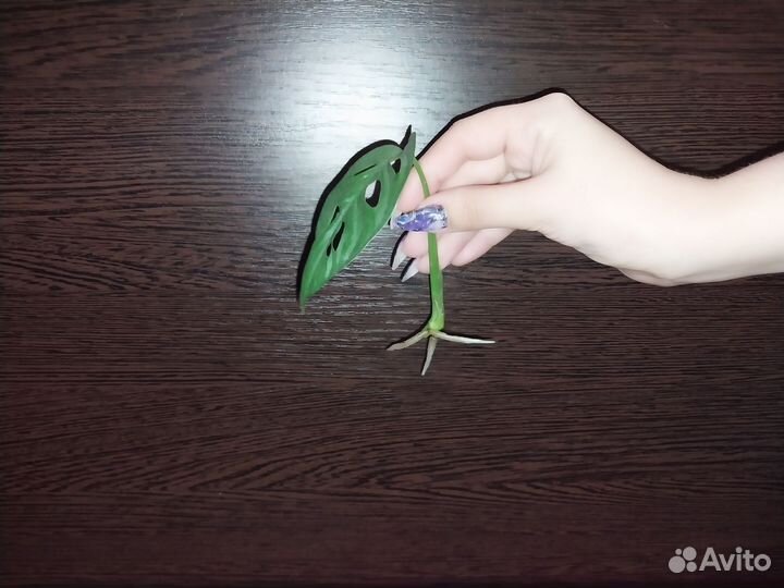 Монстера манки маск