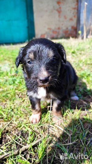 Собака и щенки в добрые руки