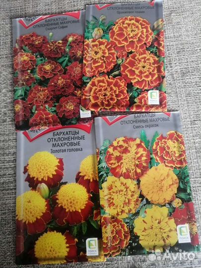 Рассада однолетних цветов