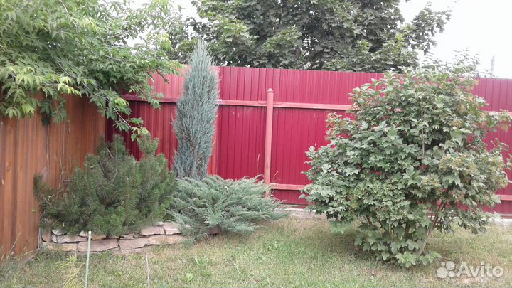 Саженцы