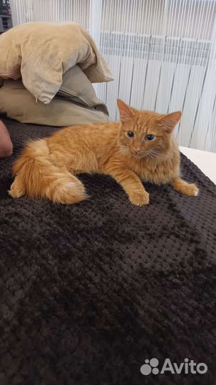 Котенок-подросток в добрые руки