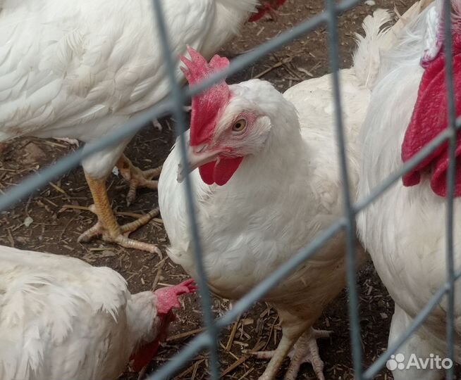 Леггорн стандарт (Германия) /яйца для инкубации