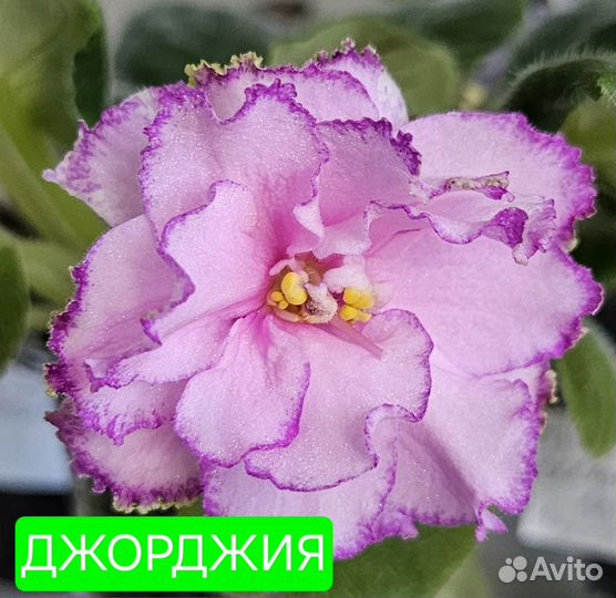 Детки сортовых фиалок 5+1