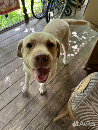 Лабрадор в добрые руки
