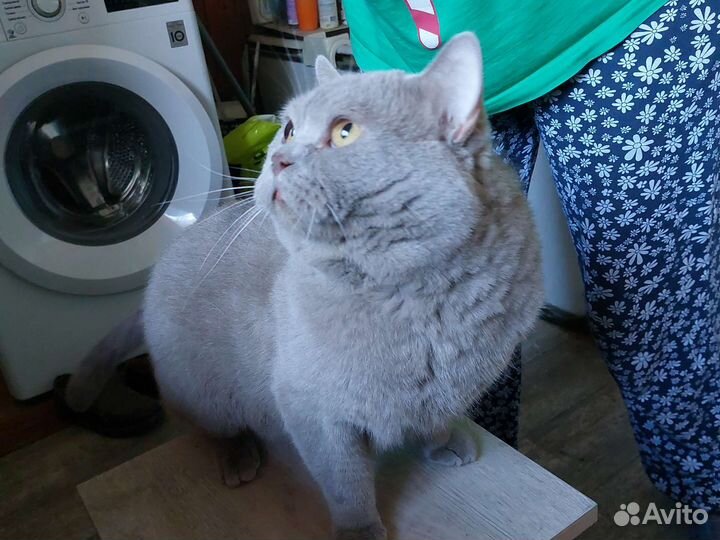 Британский кот лиловый
