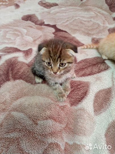 Шотландские котята