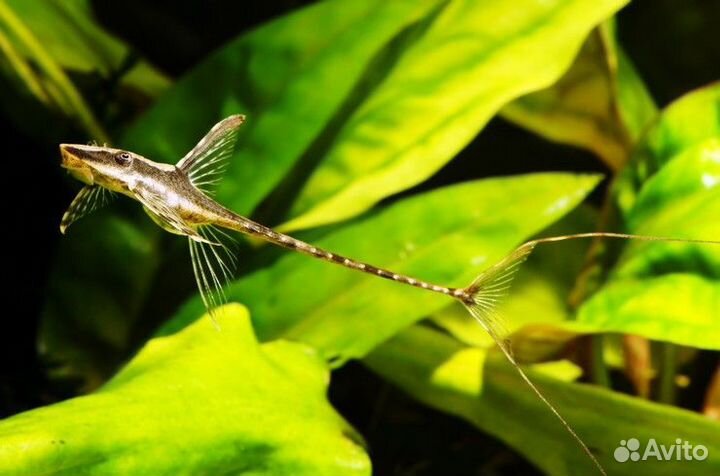Стурисома панамская собственного разведения